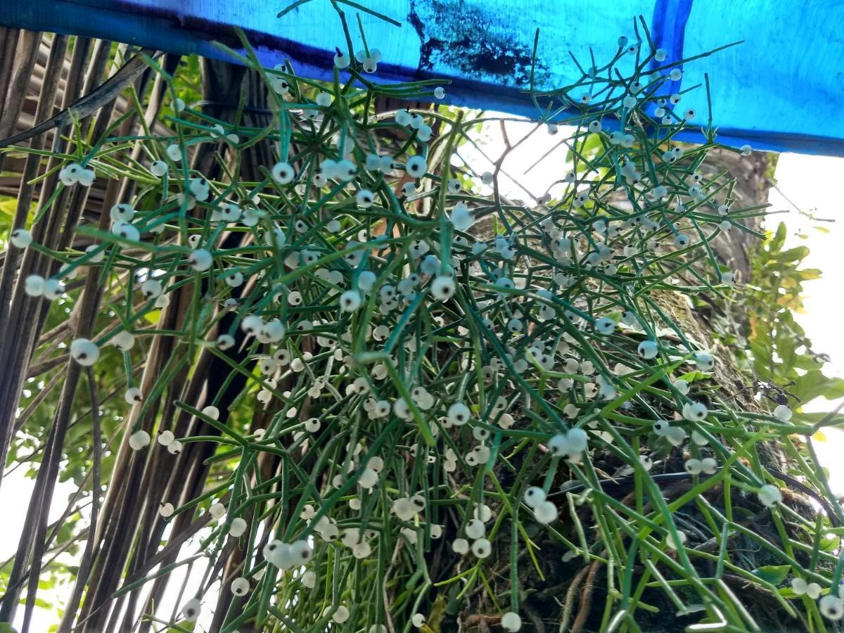 ריו דאס אוסטרס Hostel El Caleuche מראה חיצוני תמונה